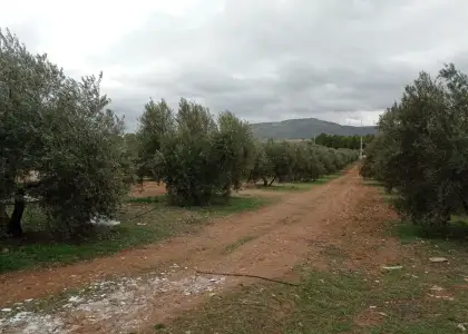 Finca Rústica en Valdepeñas, Carretara del Cristo en Valdepeñas