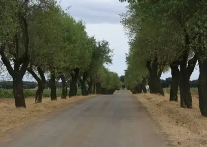 FINCA RUSTICA en venta en Valdepeñas