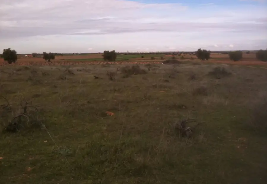 Se vende parcela rustica en La Solana